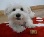 Shanel et son bouchon de champagne - Bichon Maltais