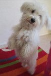 Shanel fait la belle pour ses 7 mois - Bichon Maltais (7 mois)