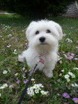 Shanel parmis les fleurs - Bichon Maltais