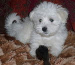 Shanel chiot - Bichon Maltais