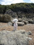 Shanel sur les rochers - Bichon Maltais