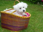 Shanel dans un panier... - Bichon Maltais