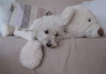 Shanel dans son dodo nounours - Bichon Maltais