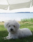 Shanel au lac - Bichon Maltais