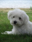 Beau portrait de Shanel au lac - Bichon Maltais