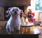 Joyeux No&euml;l de la part de Doudou ! - Bichon Maltais