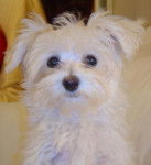 Portrait Annabelle - Bichon Maltais