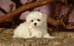Photo Bichon Maltais
