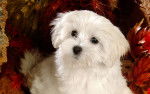 Photo Bichon Maltais