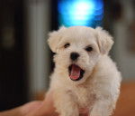 Photo Bichon Maltais