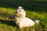Photo Bichon Maltais