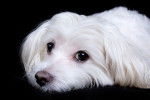Photo Bichon Maltais