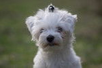 Photo Bichon Maltais