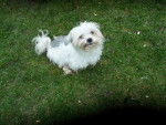 Cannel - Bichon Maltais (4 ans)