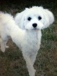 Kiara - Bichon Maltais (2 ans)