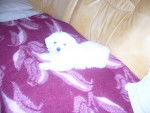 G'Snoopy - Bichon Maltais M&acirc;le (1 an)