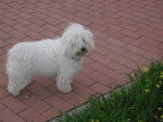Max - Bichon Maltais (1 an)