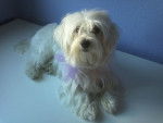 Sugui - Bichon Maltais (2 ans)