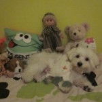 Max - Bichon Maltais M&acirc;le (1 an)