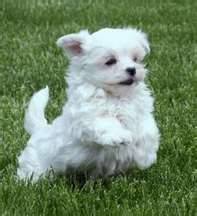 Tommy - Bichon Maltais Mâle (8 ans)