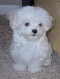 Becan - Bichon Maltais Mâle (1 an)