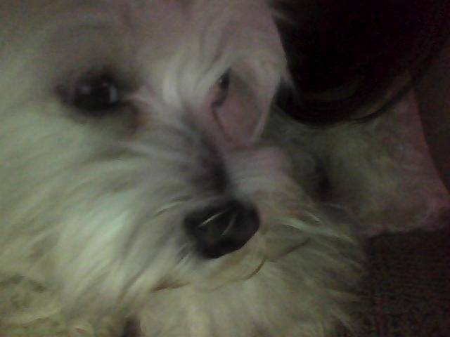 Lleó - Bichon Maltais Mâle (2 ans)