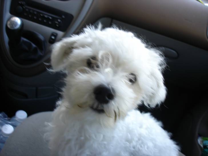 Enjy - Bichon Maltais Mâle (4 ans)