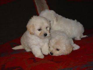 pequeños - Bichon Maltais (3 mois)