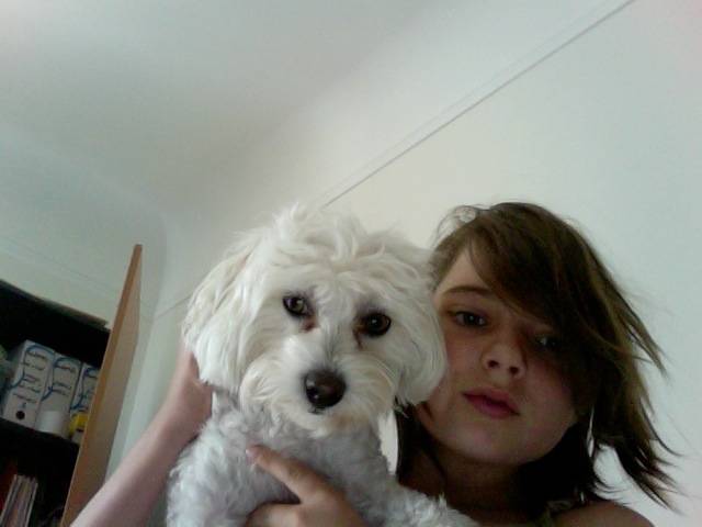 Face - Bichon Maltais (2 ans)