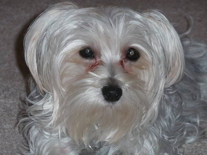Trixie - Bichon Maltais (7 mois)