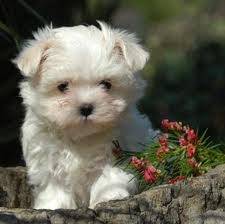 luna - Bichon Maltais (5 mois)