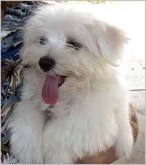 Grace - Bichon Maltais (1 an)
