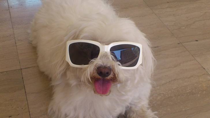 Ricky - Bichon Maltais Mâle (4 ans)