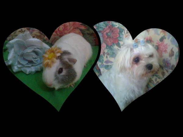 Mis niiñas - Bichon Maltais (7 ans)