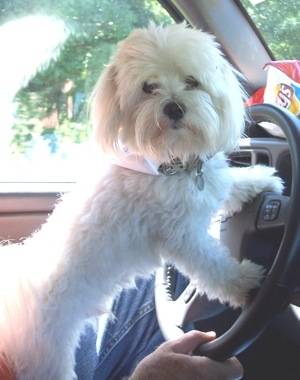zoe - Bichon Maltais (2 ans)
