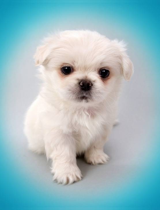 Baffi - Bichon Maltais (10 ans)