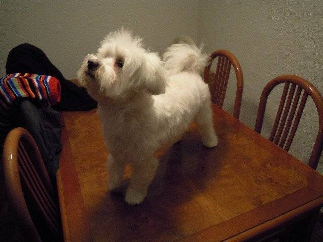 Lukas - Bichon Maltais Mâle (6 ans)
