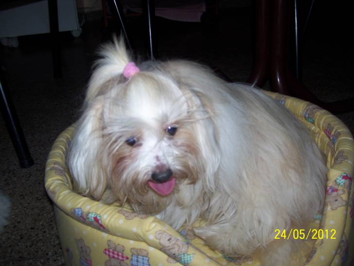 Wendy - Bichon Maltais (5 ans)