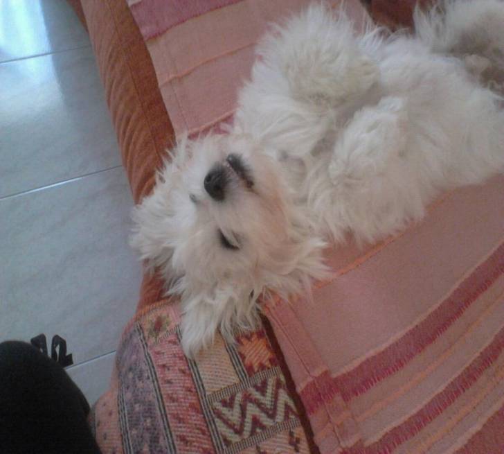 Axel - Bichon Maltais Mâle (1 an)