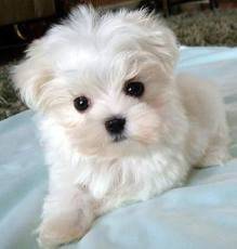 ¿? - Bichon Maltais Mâle (2 mois)