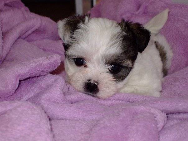kali - Bichon Maltais Mâle (6 mois)