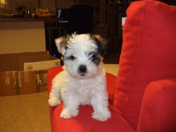 kali - Bichon Maltais Mâle (9 ans)