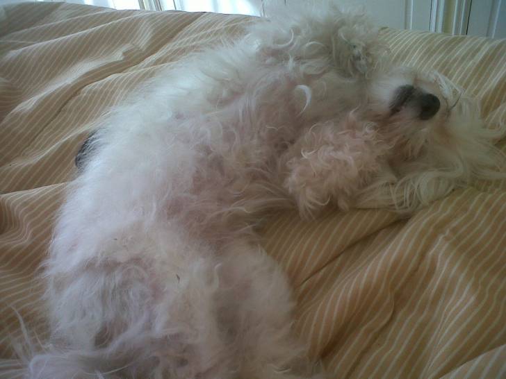 hannah - Bichon Maltais (3 ans)