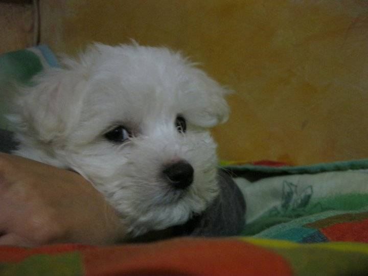 minù - Bichon Maltais (2 ans)