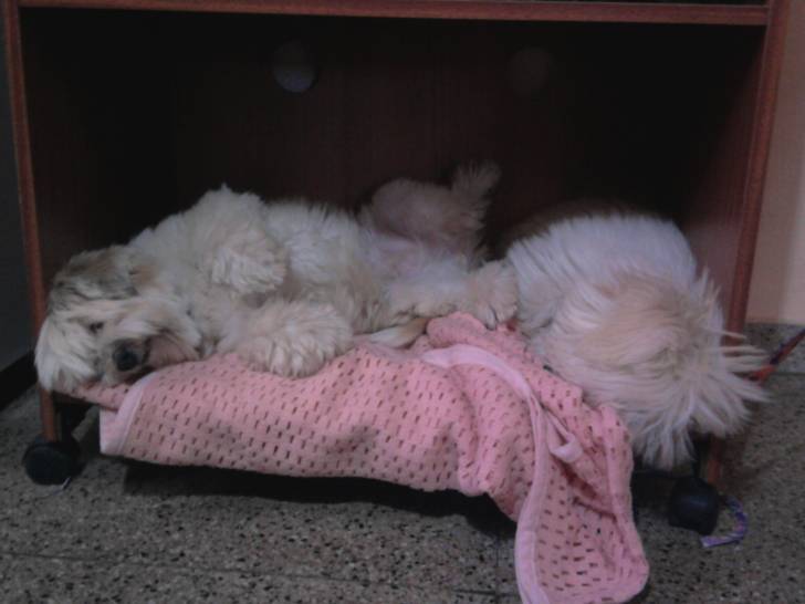 Wendy - Bichon Maltais (5 ans)