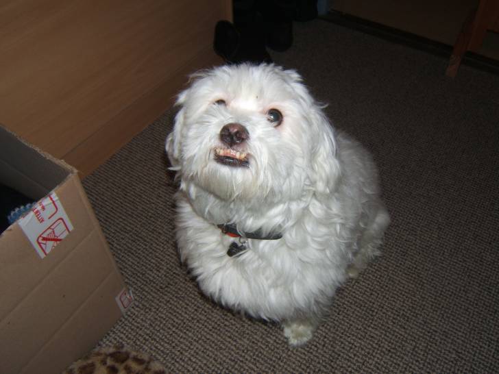 zizou - Bichon Maltais Mâle (6 ans)