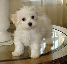 Pluto - Bichon Maltais Mâle (1 mois)