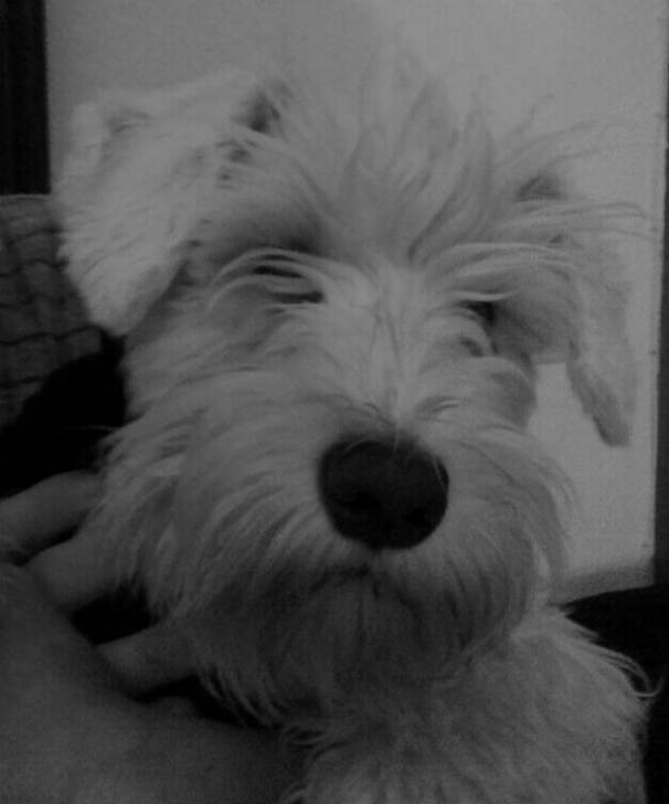 tedi - Bichon Maltais Mâle (1 an)