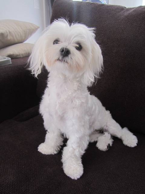 fidji - Bichon Maltais (3 ans)