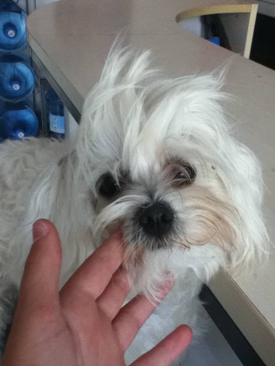 fidji - Bichon Maltais (3 ans)